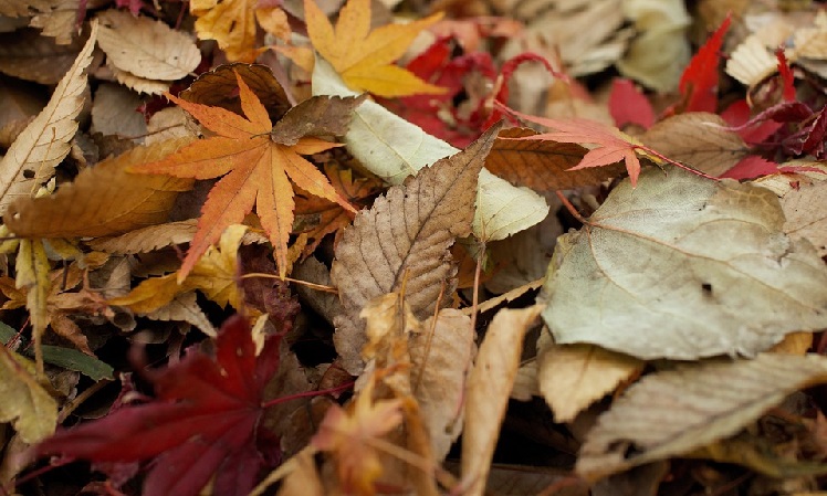 How to Prevent Leaves From Damaging Your Pool This Fall
